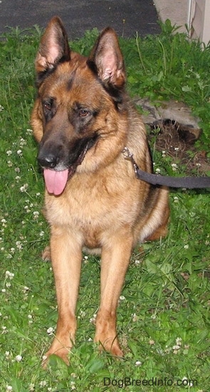 A tan and black shepherd sitting in the grass wearing a black leash
